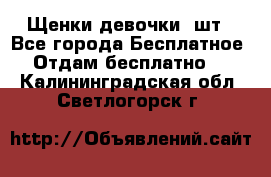 Щенки девочки 4шт - Все города Бесплатное » Отдам бесплатно   . Калининградская обл.,Светлогорск г.